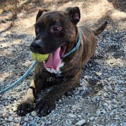 Adoptable Dog Bucky