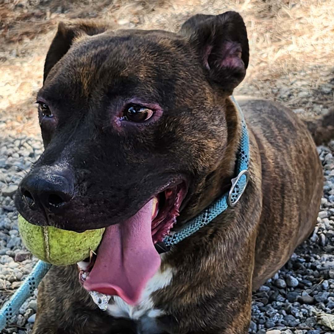 Adoptable Dog Bucky