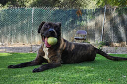 Adoptable Dog Bucky