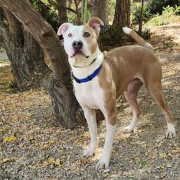Adoptable Dog Mack