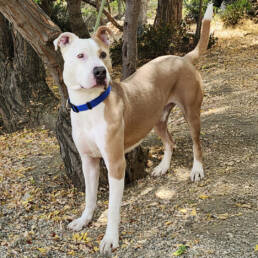 Adoptable Dog Mack