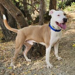 Adoptable Dog Mack