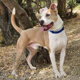 Adoptable Dog Mack