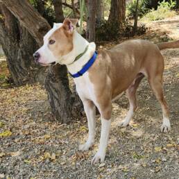 Adoptable Dog Mack
