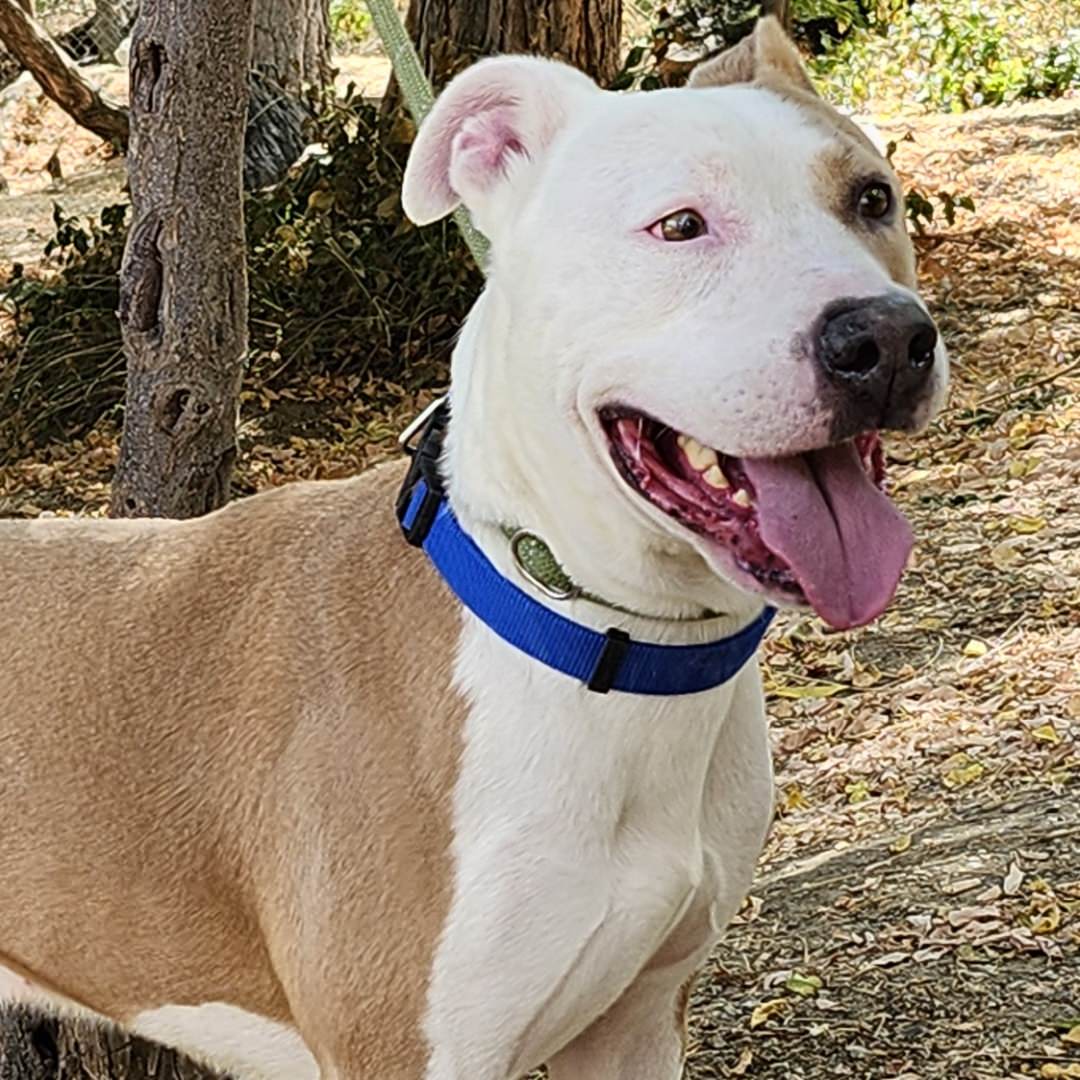 Adoptable Dog Mack