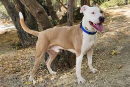Adoptable Dog Mack