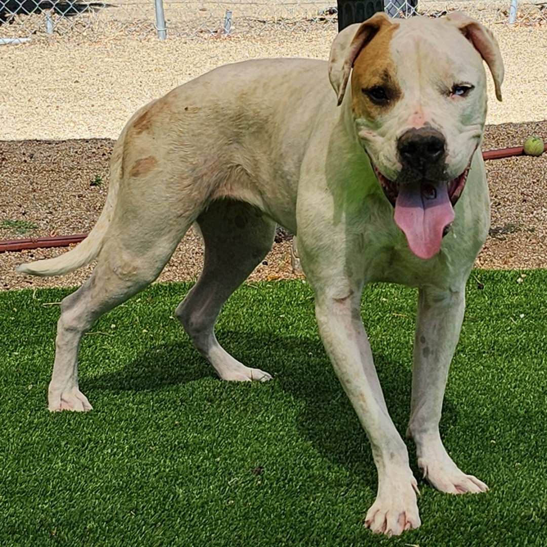 Adoptable Dog Mark