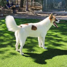 Adoptable Dog Opal