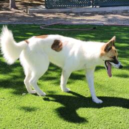 Adoptable Dog Opal