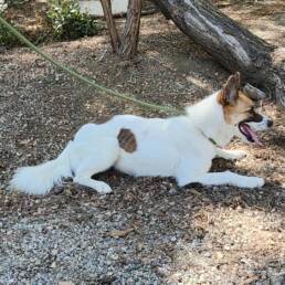 Adoptable Dog Opal