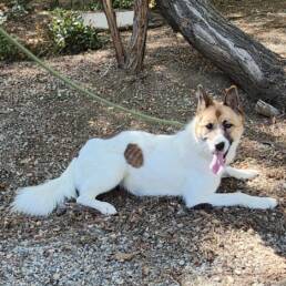 Adoptable Dog Opal