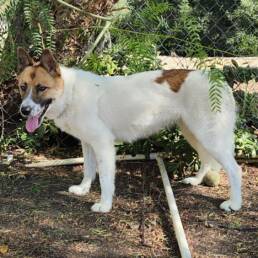 Adoptable Dog Opal