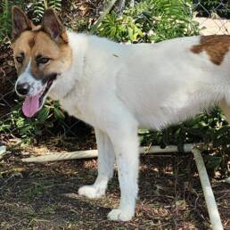 Adoptable Dog Opal