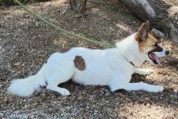Adoptable Dog Opal