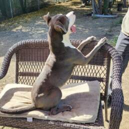 Adoptable Dog Peter