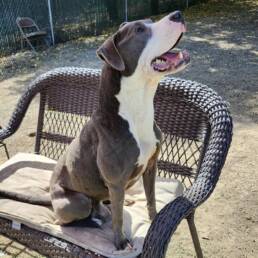 Adoptable Dog Peter