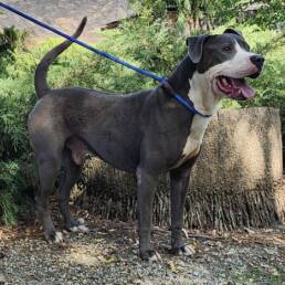 Adoptable Dog Peter