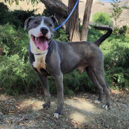 Adoptable Dog Peter