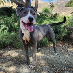 Adoptable Dog Peter