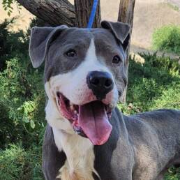 Adoptable Dog Peter