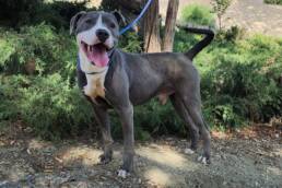Adoptable Dog Peter