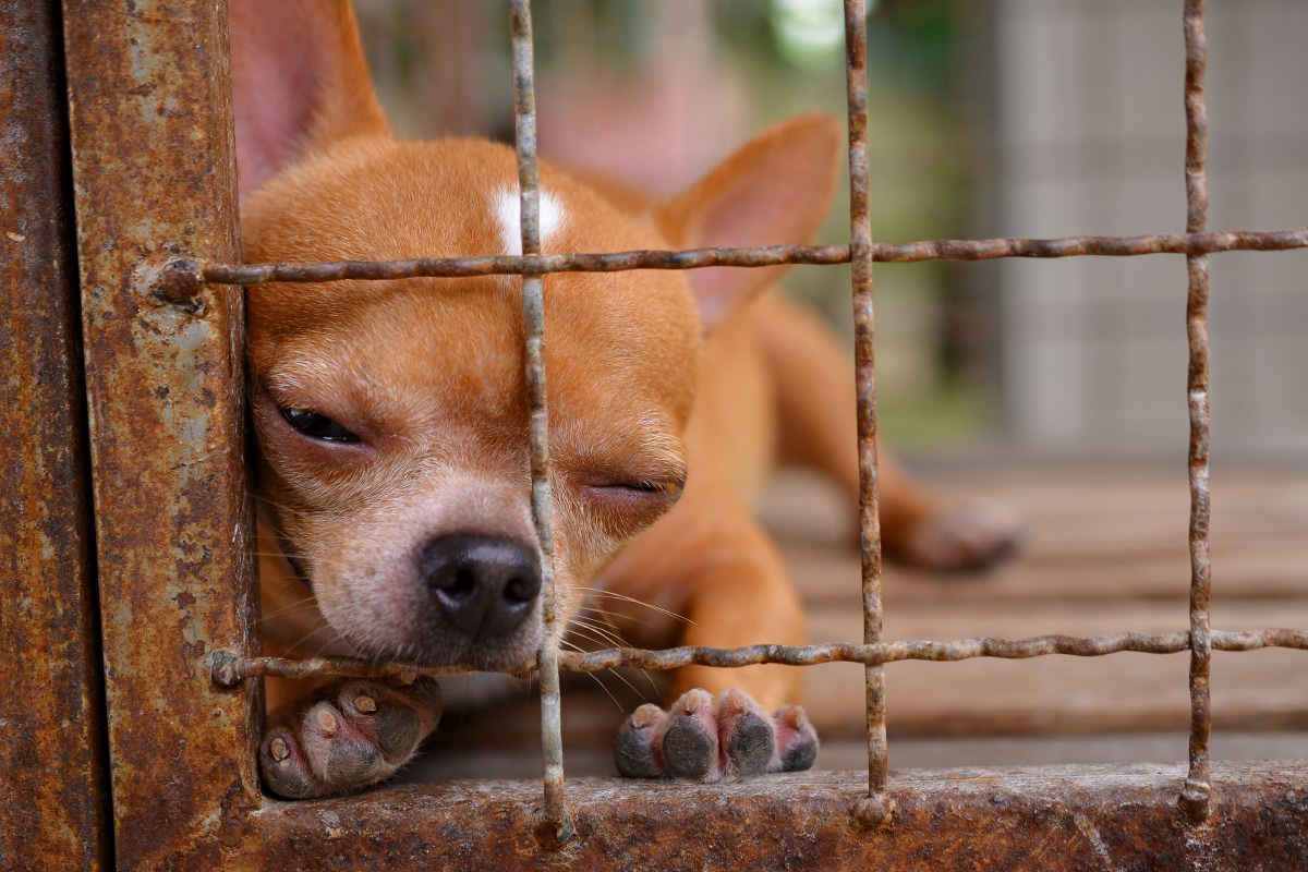 Dog in a shelter cage, representing our grants that support rescue groups and shelters.