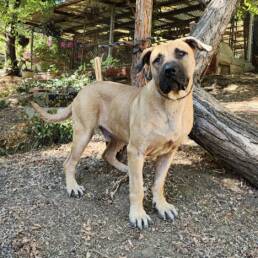 Adoptable Dog Stanley