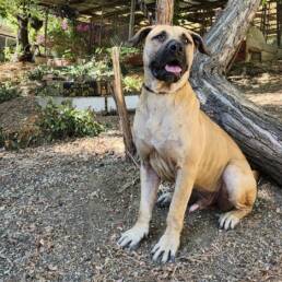 Adoptable Dog Stanley
