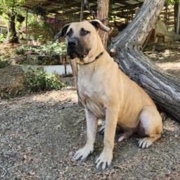 Adoptable Dog Stanley