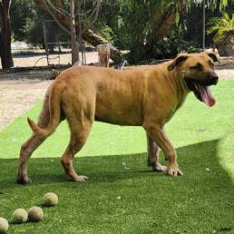 Adoptable Dog Stanley