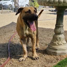 Adoptable Dog Stanley