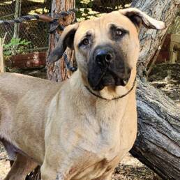 Adoptable Dog Stanley