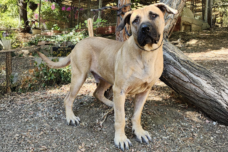 Adoptable Dog Stanley