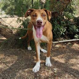 Adoptable Dog Tennis