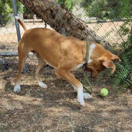 Adoptable Dog Tennis