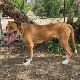 Adoptable Dog Tennis