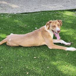 Adoptable Dog Tennis