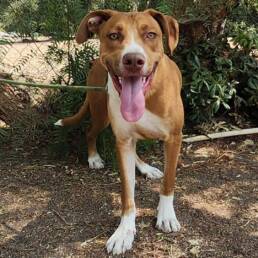 Adoptable Dog Tennis