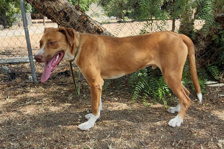 Adoptable Dog Tennis