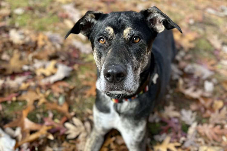 Adoptable Dog Chip