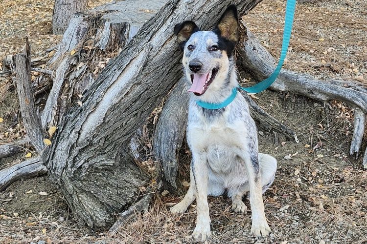 Adoptable Dog Quinni