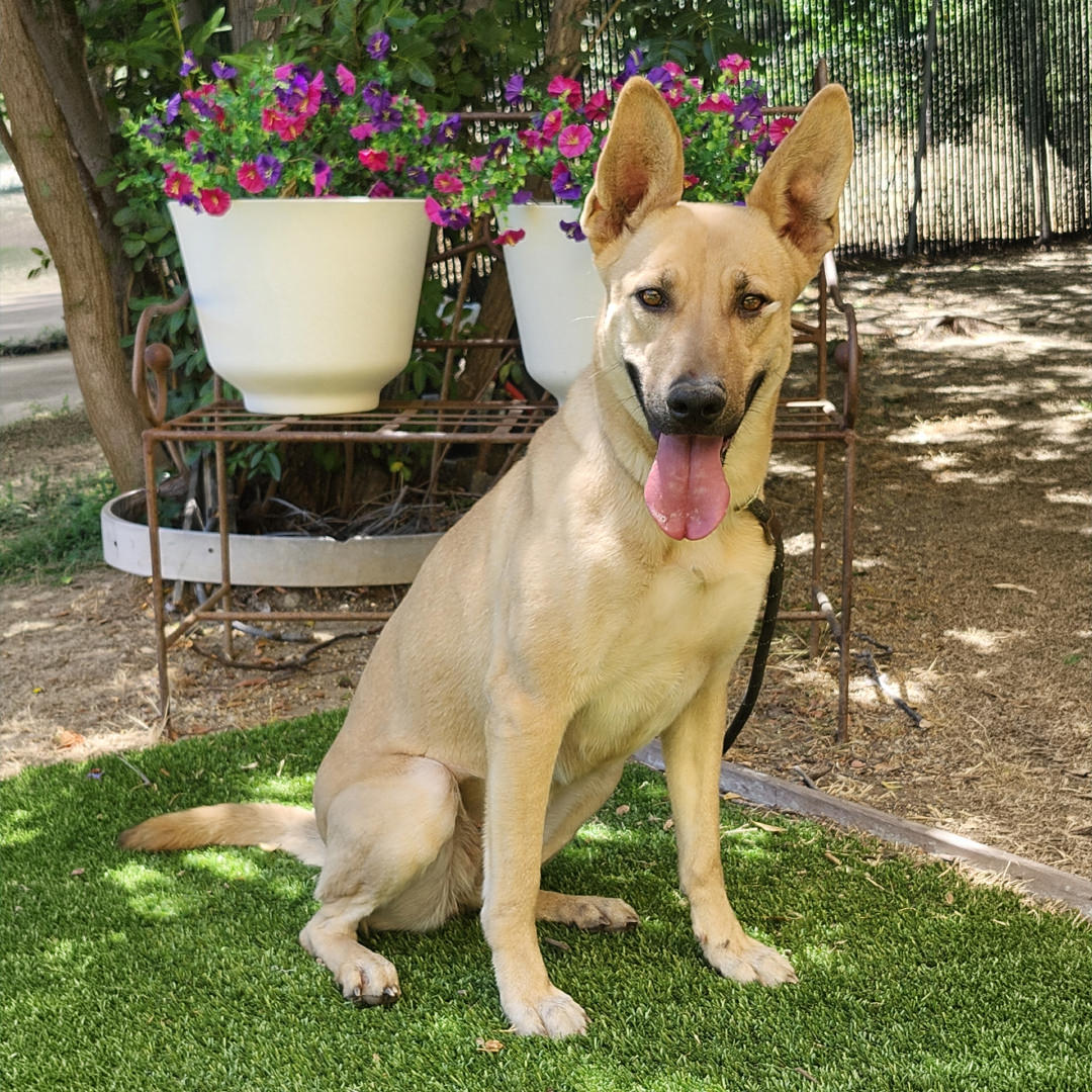 Adoptable Dog Bailey