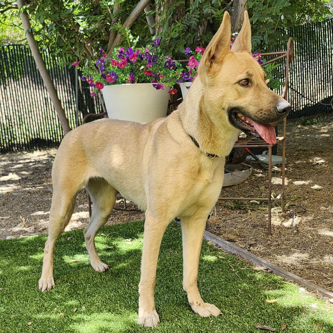 Adoptable Dog Bailey