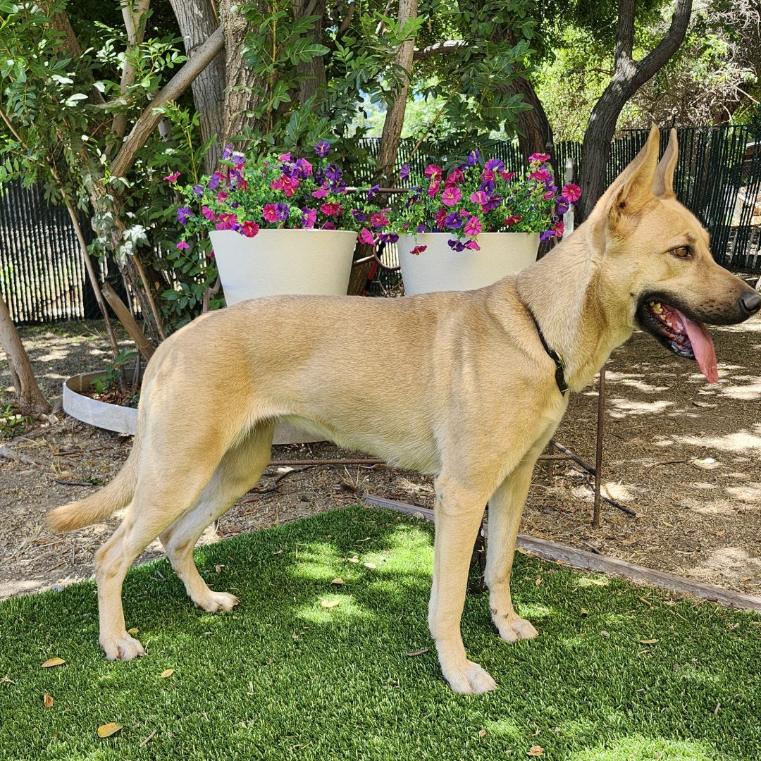 Adoptable Dog Bailey