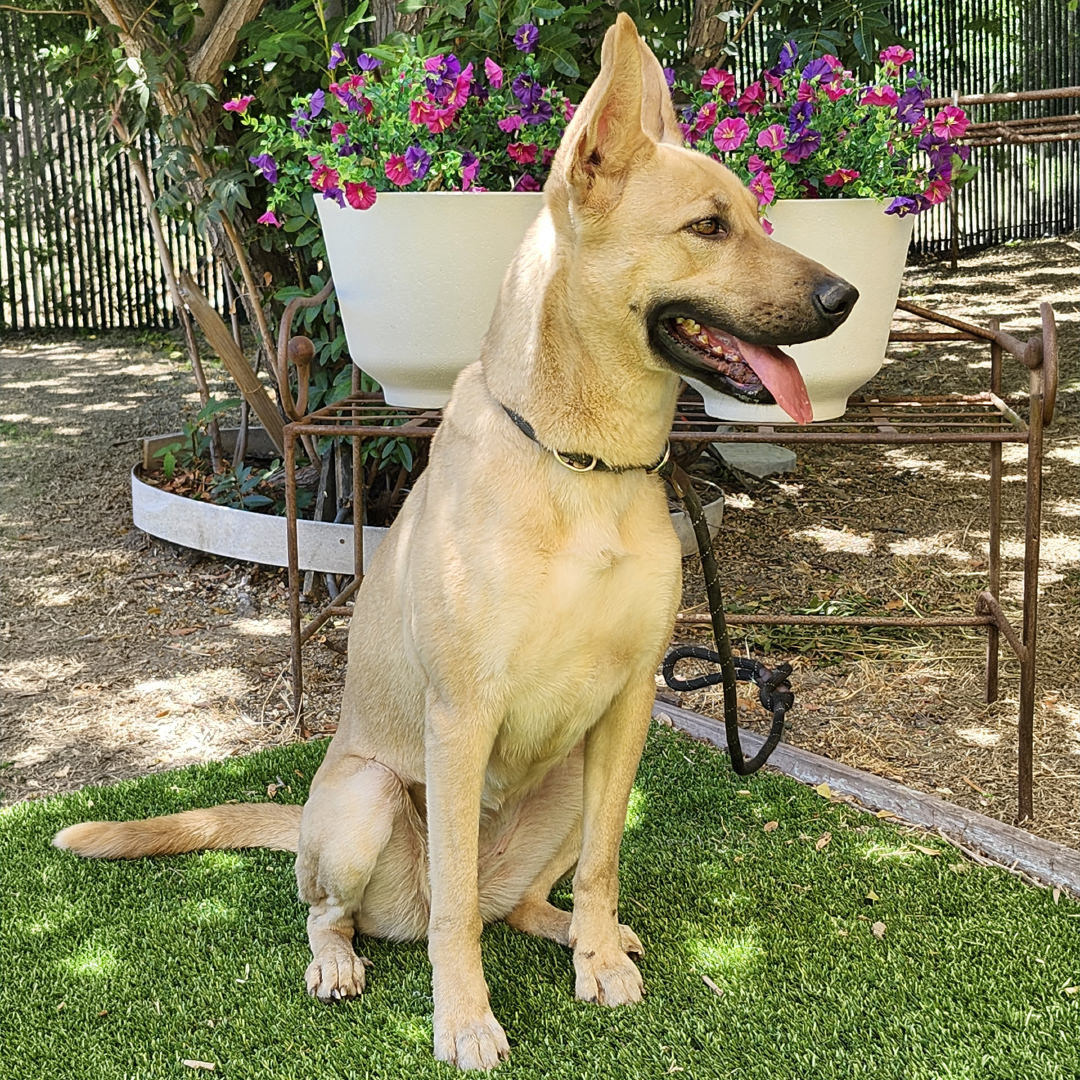 Adoptable Dog Bailey