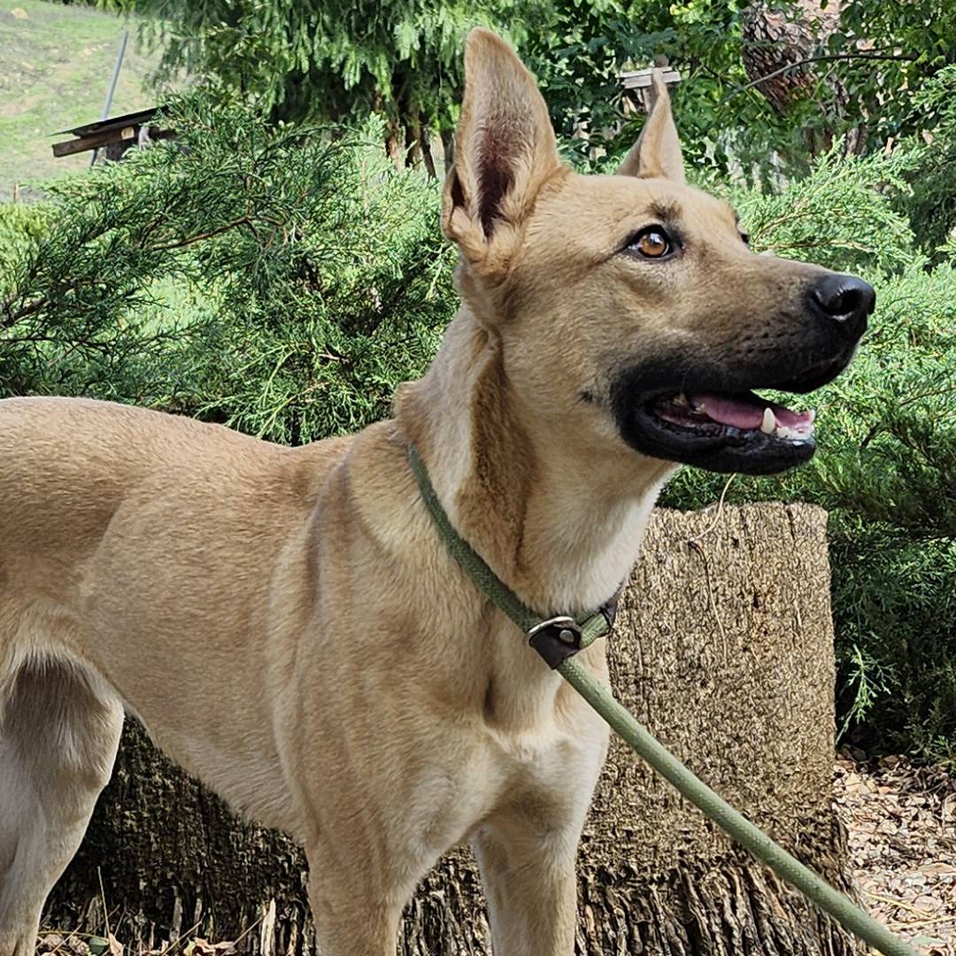 Adoptable Dog Bailey