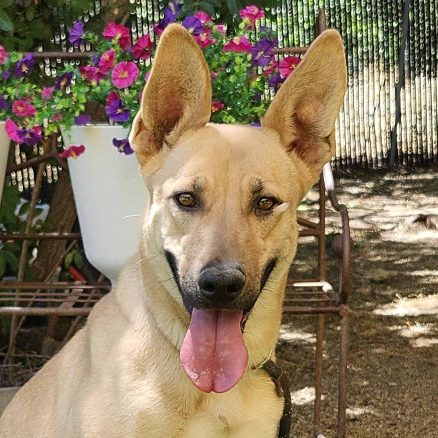 Adoptable Dog Bailey
