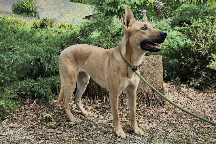 Adoptable Dog Bailey