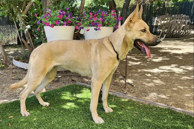 Adoptable Dog Bailey