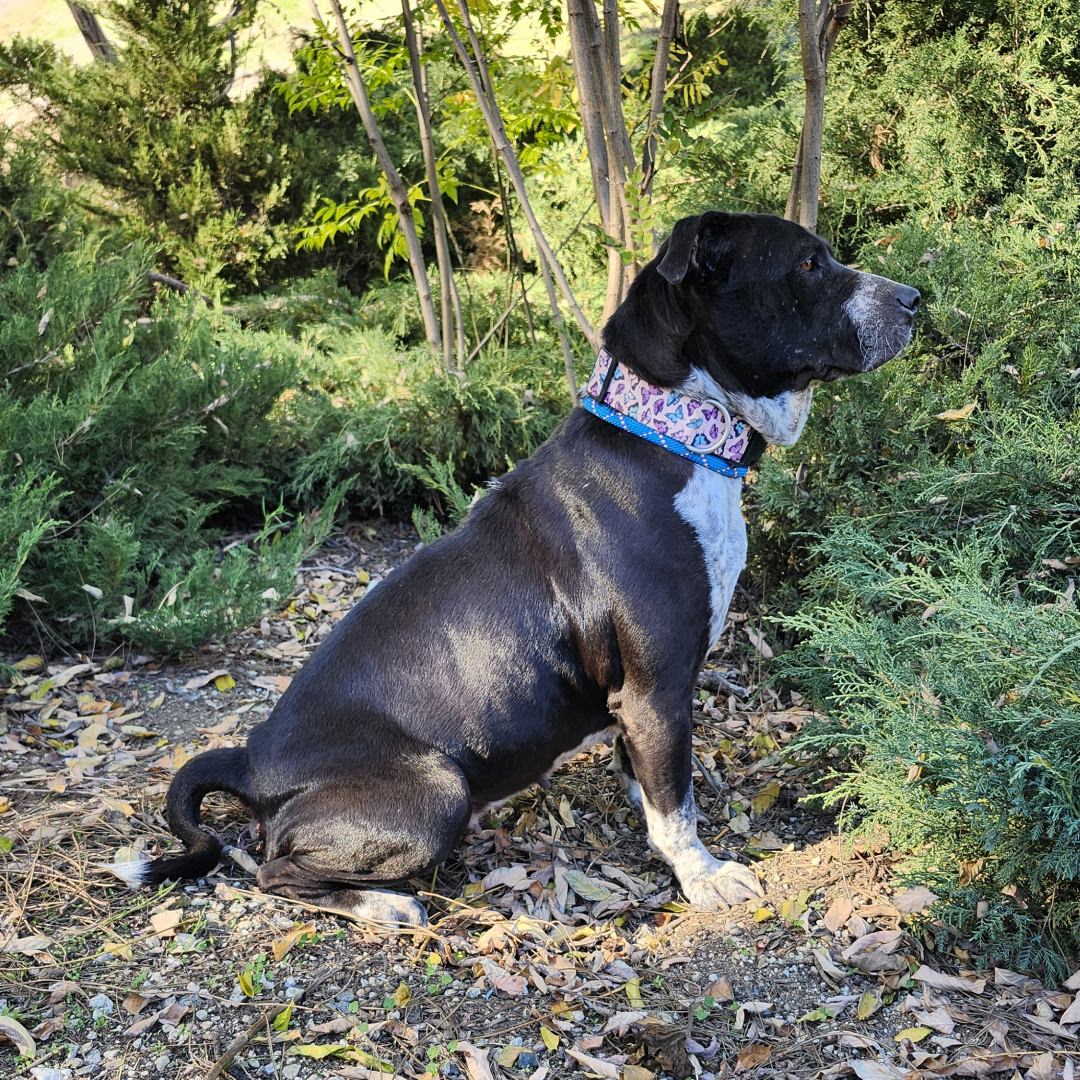 Adoptable Dog Mariana